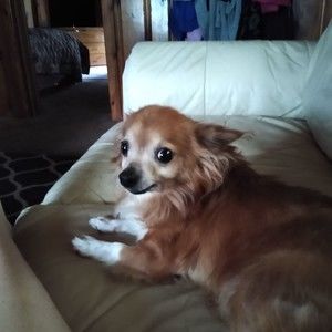 Meet your Posher, Chasity